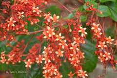 Clerodendrum paniculatum